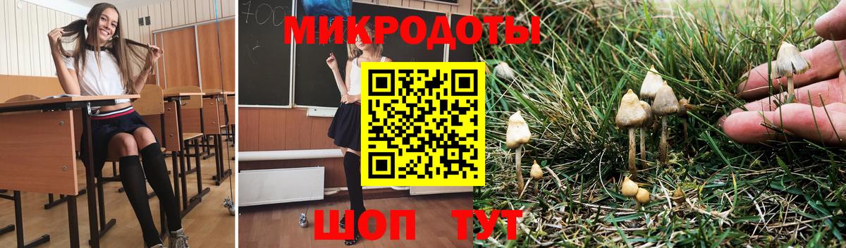 Галлюциногенные грибы Psilocybe Протвино